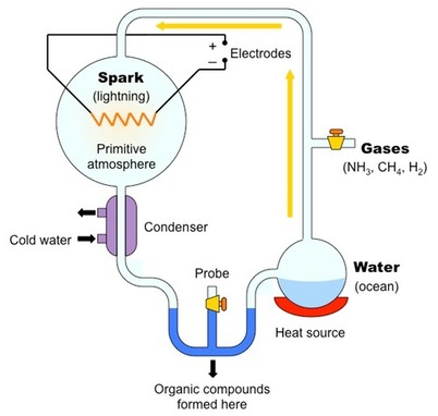 Miller and Urey - Biological Experiments